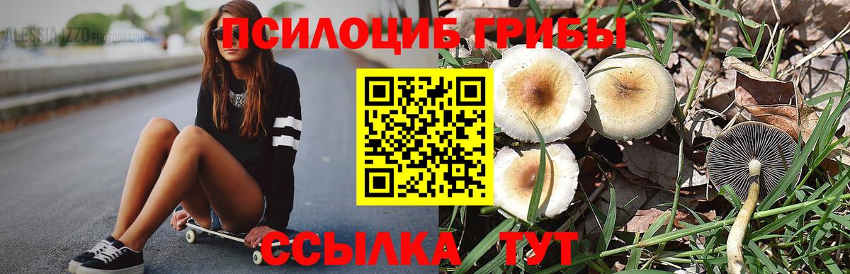 Псилоцибиновые грибы Psilocybine cubensis Новозыбков
